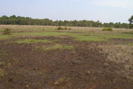 Acid Sulfate Soil